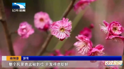 襄阳：鹿门山上梅花开 踏青赏花正当时