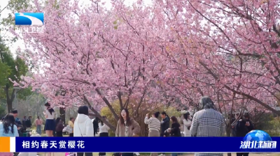 相约春天赏樱花 | 武汉大学今日迎来首批预约赏樱游客