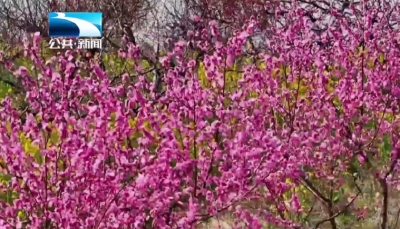 荆门：醉美桃花赏花季开启 游客畅游花海 