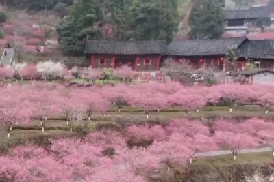 把春天揉进花海 各地解锁“春日经济”