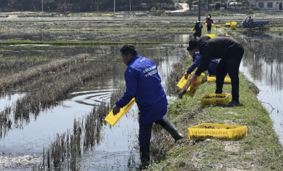 湖北崇阳：首批3000斤虾苗“入田”  预计4月底上市