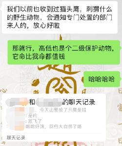 上海一市民家玻璃突遭猛禽撞击，专家：系国家二级保护动物凤头鹰