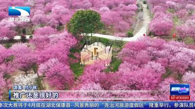 踏青好时节   “花”样觅春光