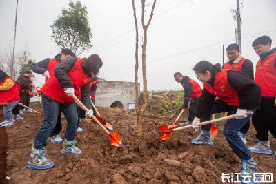 “青春长江”志愿服务联盟为航道整治工程植绿