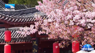 “樱”你而来 花好常开