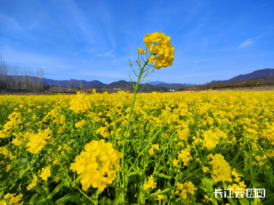 黄冈麻城：百亩油菜花海绽放，媲美翡翠湖的春日奇观