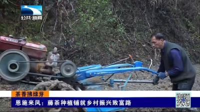 恩施来凤：藤茶种植铺就乡村振兴致富路