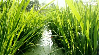 芒种芒种，忙收忙种