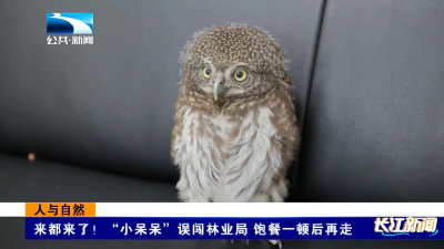 十堰竹山惊现“萌鸟访客”！国家二级保护斑头鸺鹠误闯林业局“干饭”
