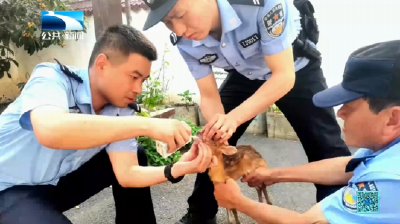 襄阳保康警民暖心救助落单“三有”小麂