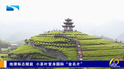 地理标志赋能 小茶叶变身国际“金名片”