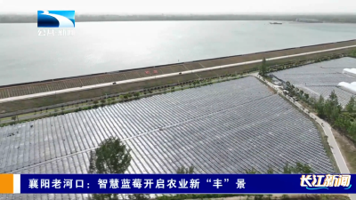 襄阳老河口：智慧蓝莓开启农业新“丰”景