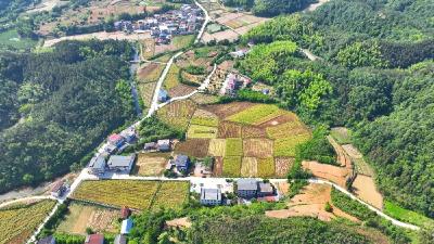 湖北咸宁：机械收割助力油菜“颗粒归仓”