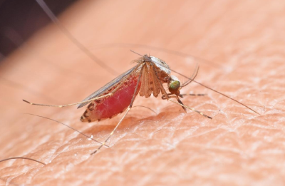 蜱虫、隐翅虫、蚊子……夏季，常见蚊虫如何应对