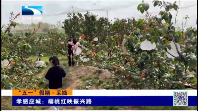孝感应城：樱桃红映振兴路