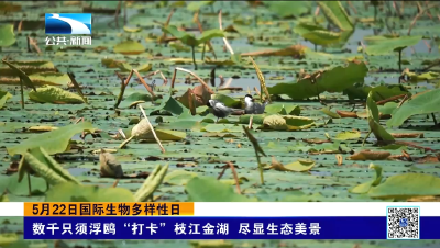 数千只须浮鸥“打卡”枝江金湖 尽显生态美景