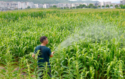 今日12时，湖北启动抗旱应急响应