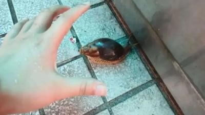 提醒！雨后遇到这种大蜗牛千万别碰