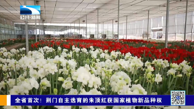 全省首次！荆门自主选育的朱顶红获国家植物新品种权