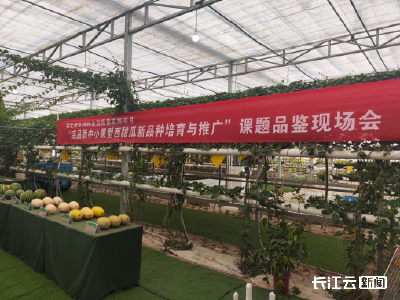 荆州石首：以种业“芯”力量夯实现代化农业根基