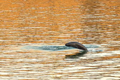 湖北召开新闻发布会介绍近年来长江流域法院和检察院履行职能、服务生态产品价值实现工作情况