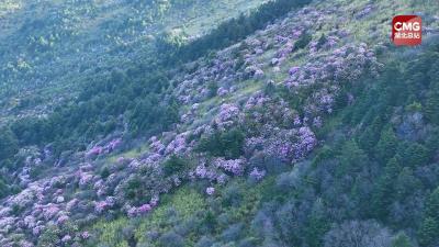 神农杜鹃灿若云霞！欢迎来到高山上的“莫奈花园”