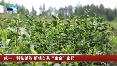 恩施咸丰：科技赋能 解锁白茶“生金”密码