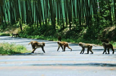 “收编泼猴”，江苏一景区每月要花6万