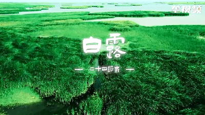 蒹葭苍苍 白露为霜