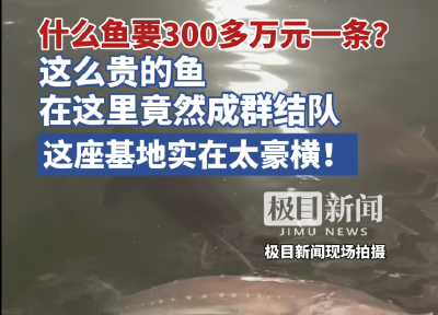 什么鱼要300多万一条？这么贵的鱼这里竟然成群结队