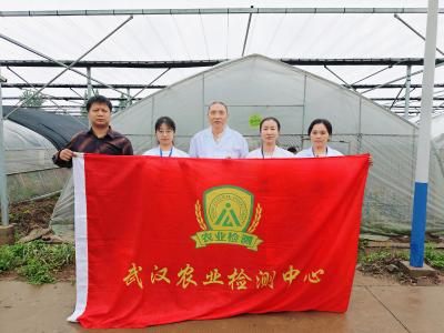 擦亮汉产蔬菜“新名片”，武汉农业部门为亚非万连青皱叶菜“上门体检”