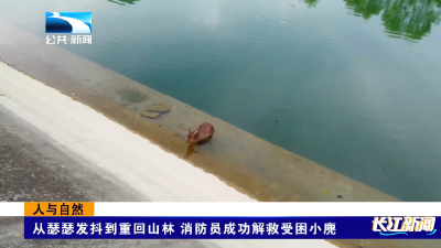 国家保护动物小麂落水遇险！襄阳消防上演“教科书式”营救