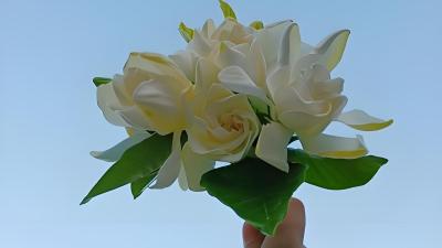 @武汉人，今天送你10万朵栀子花！