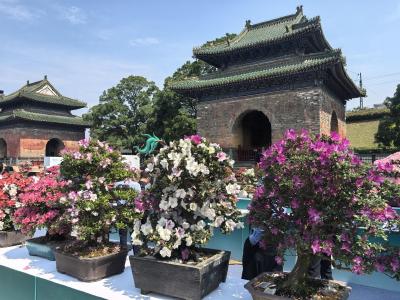 武当山盆景艺术文化展开展