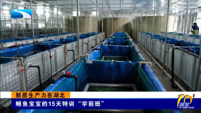 新质生产力在湖北｜鳝鱼宝宝的15天特训“学前班”