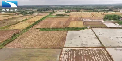 湖北：入汛首轮强降雨对农业生产总体利大于弊