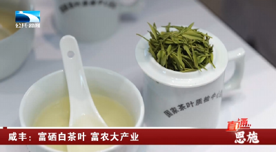 恩施咸丰：富硒白茶叶 富农大产业