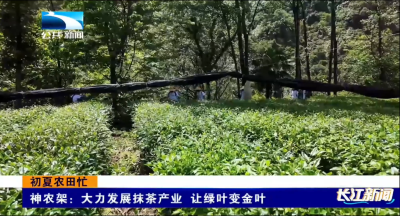 神农架：大力发展抹茶产业 让绿叶变金叶