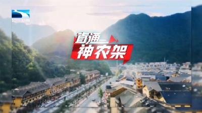 直通神农架 | 观鸟成“新宠” 山间精灵引客来
