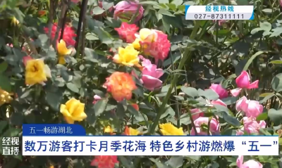 广水观音村: 数万游客打卡月季花海 特色乡村游燃爆五一