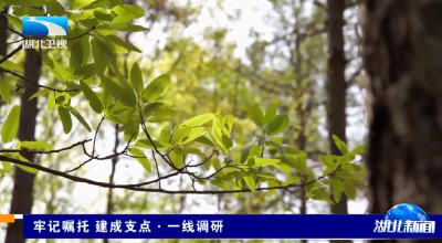 牢记嘱托 建成支点·一线调研 | 探寻森林里“平衡的智慧”