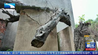 百年古树压垮屋顶   村民损失谁来赔？