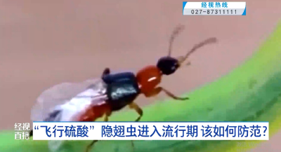 “飞行硫酸”隐翅虫进入流行期 该如何防范？