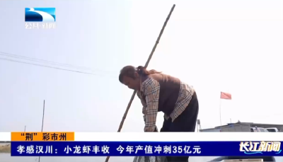 孝感汉川：小龙虾丰收   今年产值冲刺35亿元
