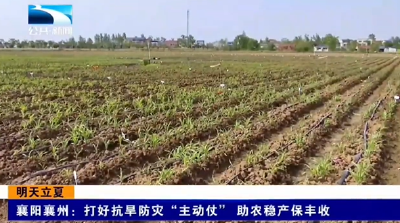 襄阳襄州：打好抗旱防灾“主动仗”  助农稳产保丰收