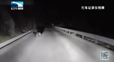 人与自然｜公路“熊出没”碰瓷？遍寻无果只留下几根毛