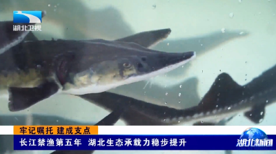 牢记嘱托 建成支点 | 长江禁渔第五年 湖北生态承载力稳步提升