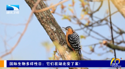 国际生物多样性日：它们在湖北安了家！