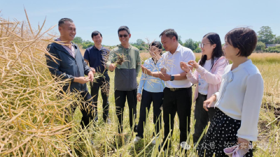荆门：亩产228公斤 高油酸油菜测产喜提亮眼“成绩单”