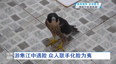 鹤峰：游隼江中遇险 众人联手化险为夷